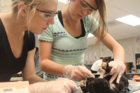 cat dissection