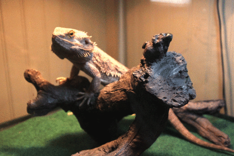 Bearded_Dragon