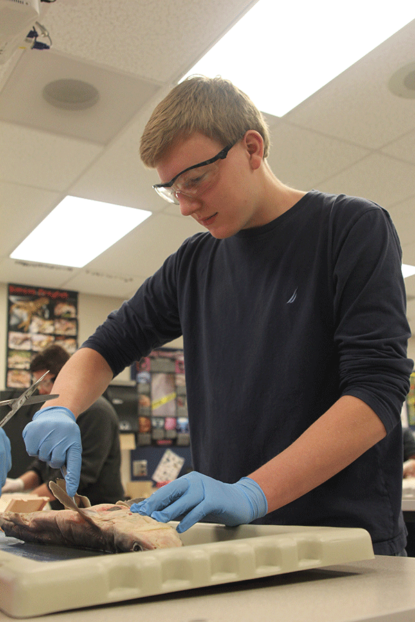 Science teacher Eric Thomass blue 2 class dissects sharks on Dec. 5