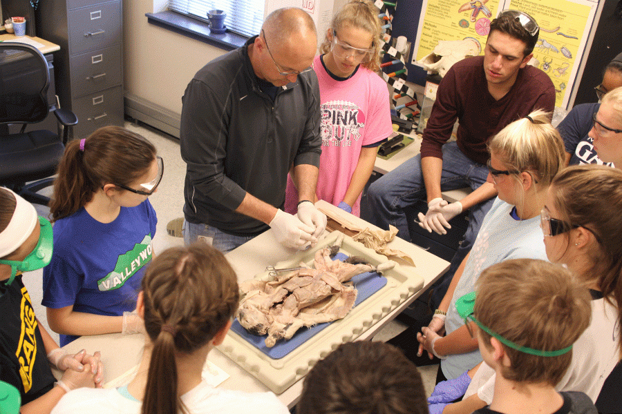 Gathered around a table for a demonstration of a cat dissection on Thursday, April 21 in Anatomy, junior Sam DeWitte watches how science teacher Eric Thomas correctly dissects the upper leg muscles of a cat. “I like anatomy because it’s probably the most interesting class I’ve ever taken,” DeWitte said. “Usually [science teacher Eric Thomas] tells us to do something and I have no idea what he’s talking about until he shows us.”