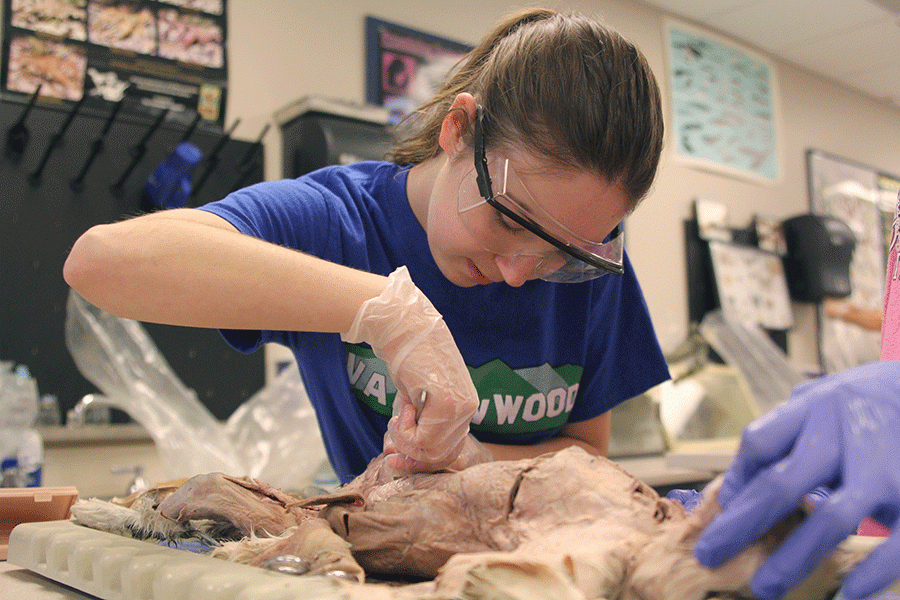 Looking over the abdomen of a cat, senior Annie Dillon starts the dissection of the upper leg muscles after completing the open heart quiz on Thursday, April 21. “I think it’s really interesting how the body actually looks on the inside,” Dillon said. “My favorite system is the cardiovascular system so I really like getting to hold the heart and look at where all the features are.”
