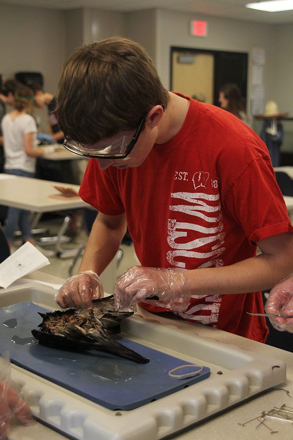 Junior Jameson Isaacsen pulls out a feather.