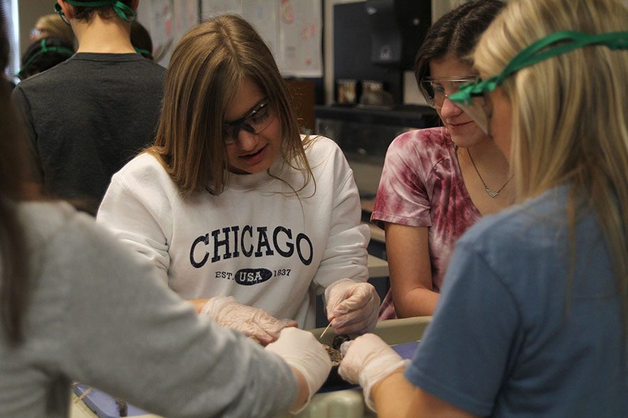 During Zoology, senior Camryn Willett prepares to pin the bird.