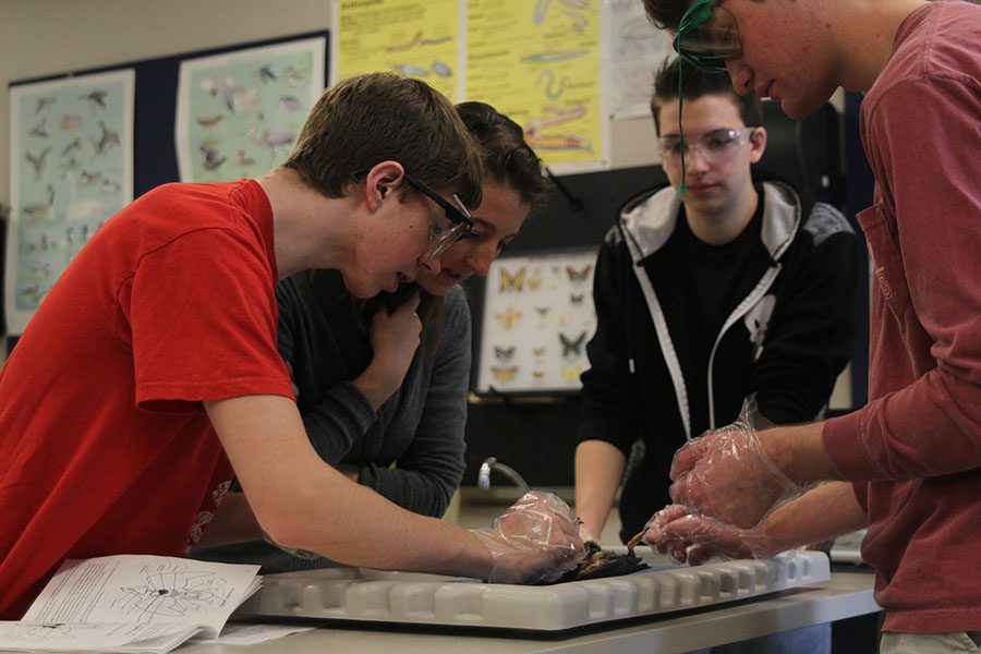 With the help of Student Teacher Elizabeth Fredrickson, junior Jameson Isaacsen inspects the bird.