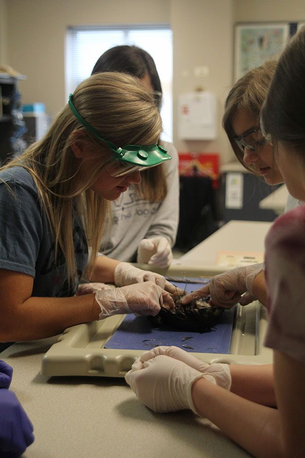 With senior Camryn Willett, junior Kenedee Yosick examine the pigeon.