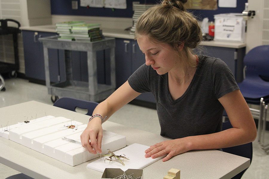 As part of the Plants and the Environment class taught by science teacher Julie Roberts, sophomore Kaylee Cleaver puts pins in the styrofoam board to set the dead insect into place during seminar on Wednesday, Feb. 22.