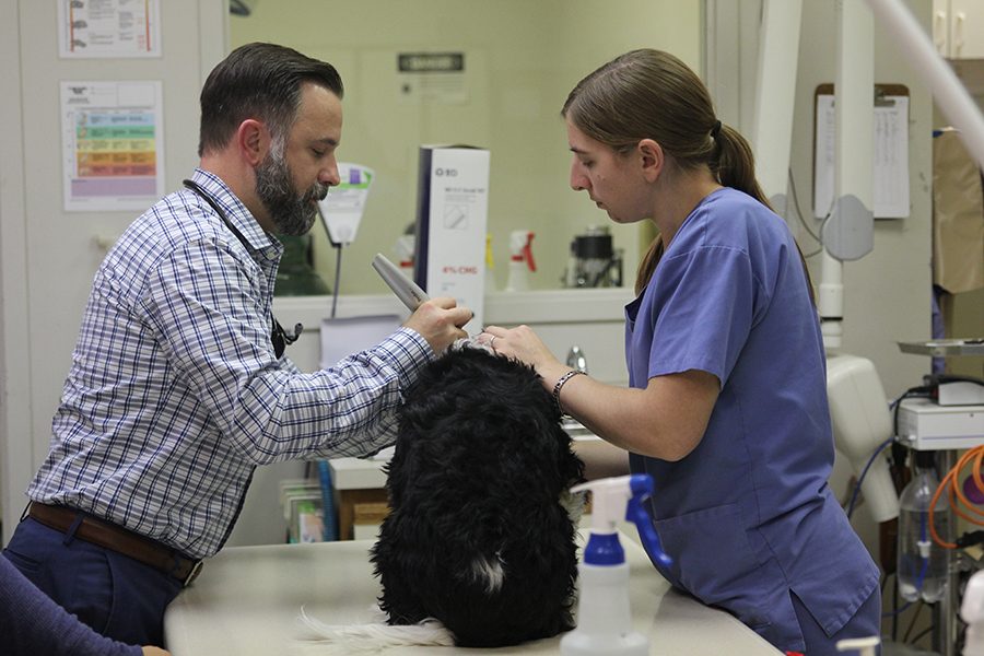 Mill Creek Animal Hospital Owner Dr. Martin Gilmore gives a dog a check-up in the treatment area with technician Kristen Bruner.