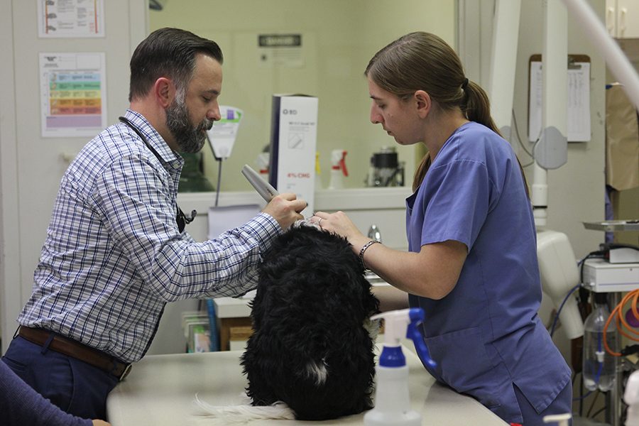 Mill+Creek+Animal+Hospital+Owner+Dr.+Martin+Gilmore+gives+a+dog+a+check-up+in+the+treatment+area+with+technician+Kristen+Bruner.