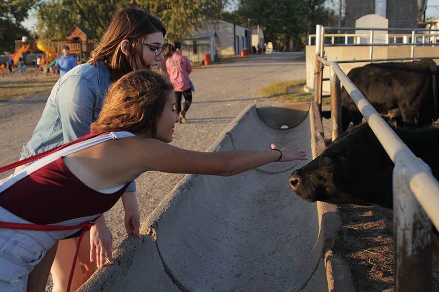 Reaching across the fence, senior Brynn Rittenhouse pets a cow.