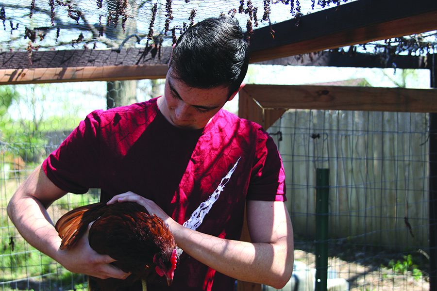 While in his families coup, senior Zac Janssen holds a chicken on Monday, April 30.