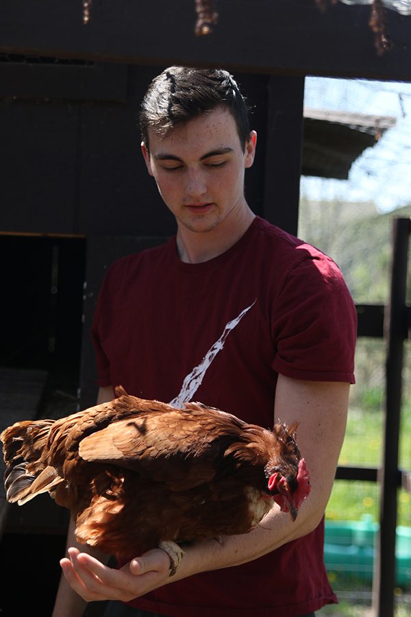 Before feeding them, senior Zac Janssen holds one of his family’s chickens on Monday, April 30. “I’ve had chickens for two years, and my family wanted them so we could have ultimately an unlimited amount of fresh eggs,” Janssen said.