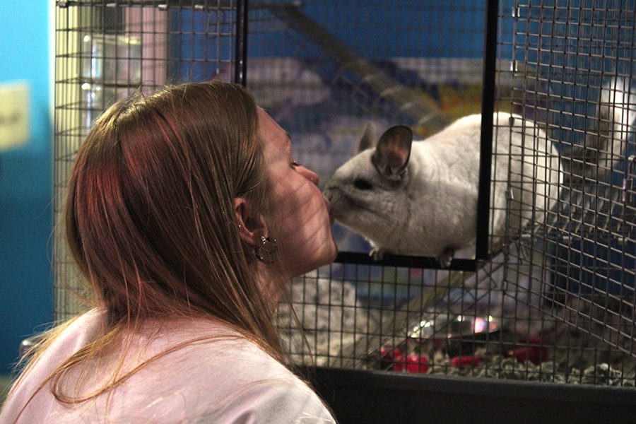 Poking her nose at her chinchilla ChiChi on Friday, April 27, senior Mary Kate Stoneburner plays with her pets. In addition to ChiChi, she also has a bird, a dog and a lizard.