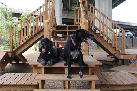 New dog-friendly restaurant opens downtown