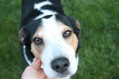 Three-year-old beagle mix Summer uses her dog kisses and tail wags to make her family less stressed and bring smiles to their faces.