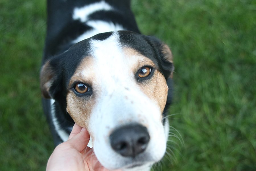 Three-year-old+beagle+mix+Summer+uses+her+dog+kisses+and+tail+wags+to+make+her+family+less+stressed+and+bring+smiles+to+their+faces.