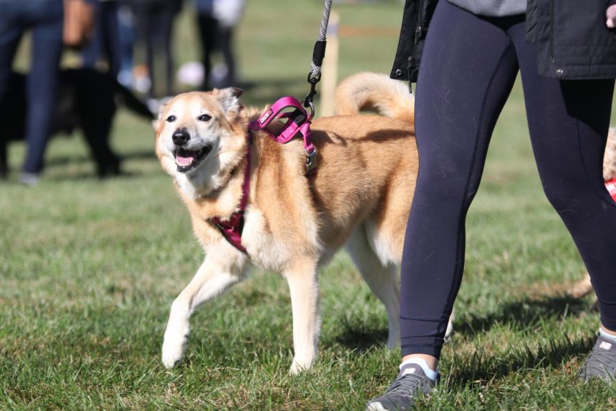 Running with its owner, a dog participates in musical sits.