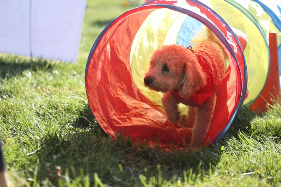 A dog runs through a tunnel in the obstacle course.