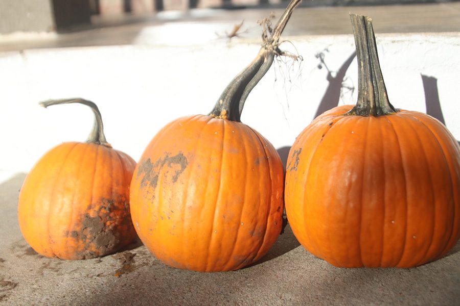 Halloween Holiday
