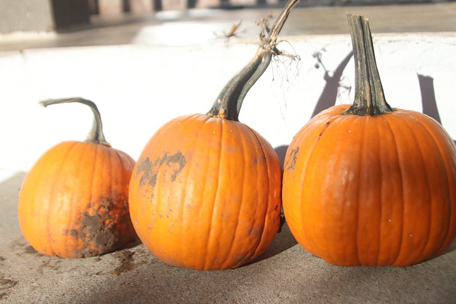 Pumpkins are one of the best parts about Halloween.