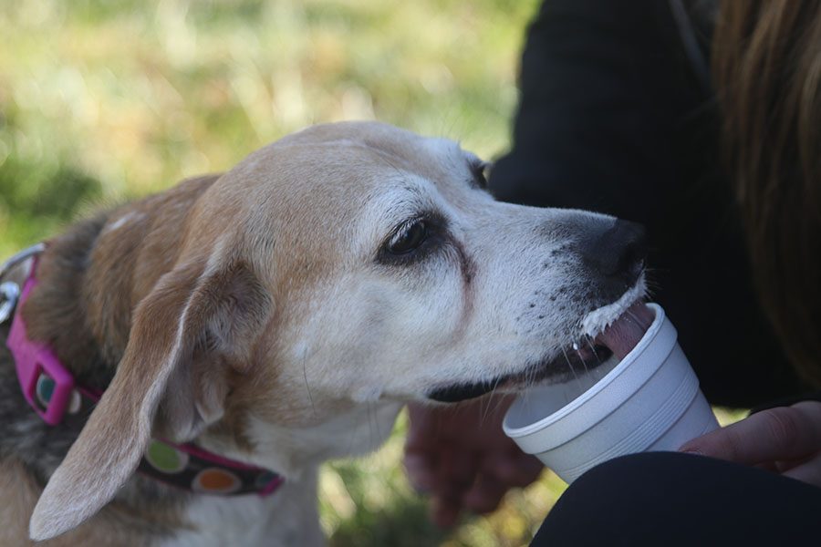 One of the many dogs at Bark for Life enjoys a puppuccino.