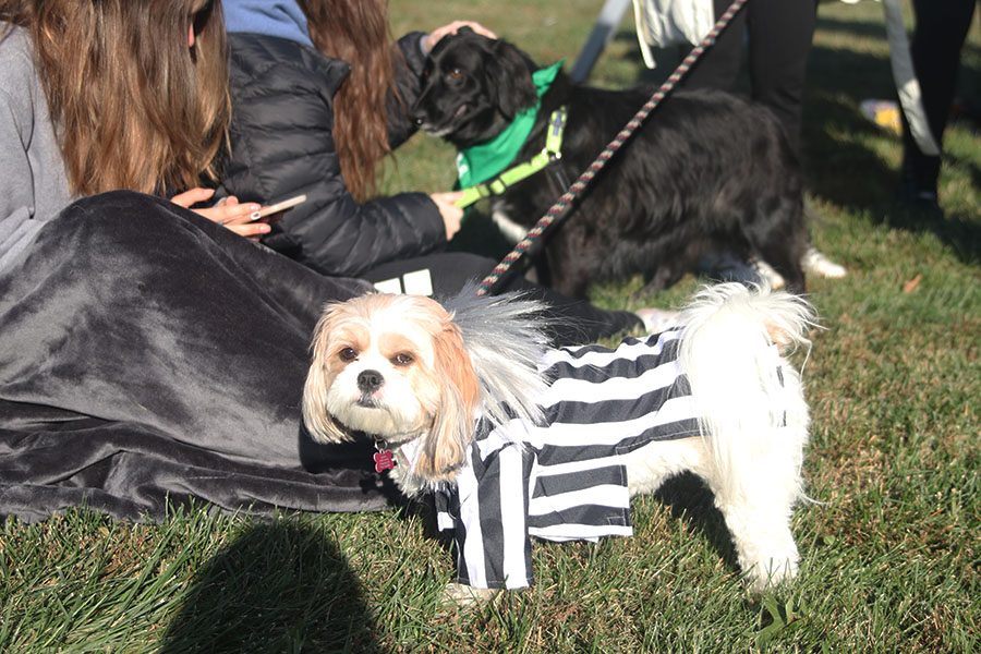 Dressed in a Beetlejuice costume, former Mill Valley student Kate Backess dog Remi looks at the camera.