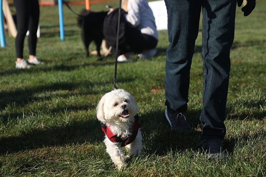 Sophomore Bret Weber walks his dog Beau while playing musical sits.