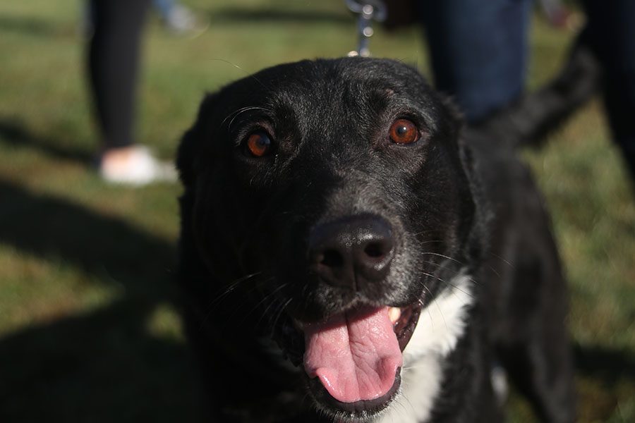 Senior Chloe Griffins dog Ace smiles for the camera.