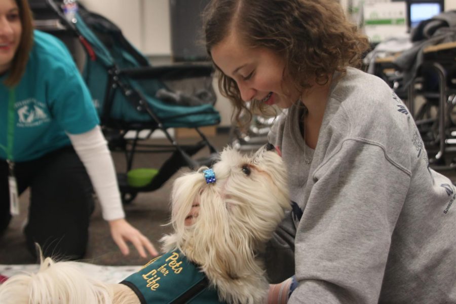 To help relieve stress for everyone at the tournament, the debate team’s rented therapy dog, Paisleigh, plays with freshman Alex Cobin.

