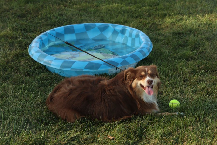 Taking a break, senior Nicole Crist’s dog Bailee chills by the kiddie pool.