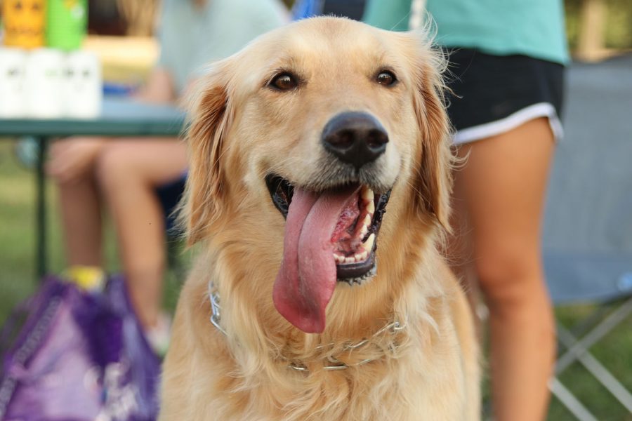 Sophomore Katlyn Krosky’s golden receiver Sunny sticks his tongue out at the camera.