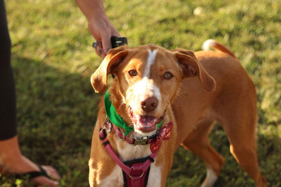 Junior Grace Emersons dog Sweetie looks at the camera.
