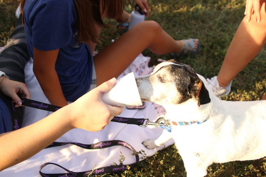 Huey, junior Damara Stevens’s blind dog eats his treat.