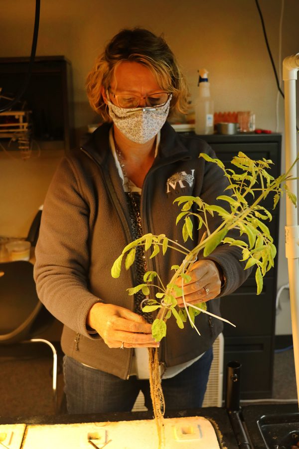 Due to the tomato plant’s wilting leaves, science teacher Julie Roberts transfers the plant to the clay pebbles, which are fertilized by waste from the fish in hopes of the plant thriving Monday, Dec. 7