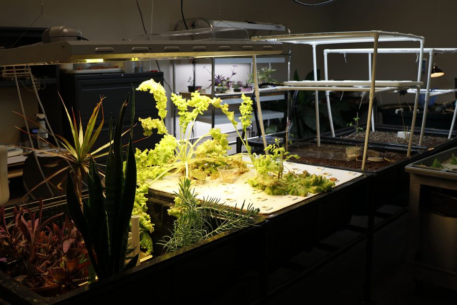 Several plants, including tomatoes, grow in the aquaponics garden in either soil or clay pebbles and are fed by artificial light.