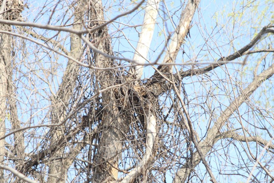 Up in a tree, the beginning of a hawk nest starts to be made. 
