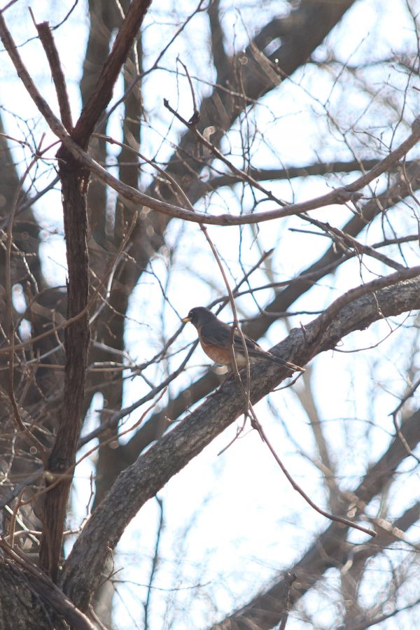 The robin is one of the many birds that was found during bird watching. 
