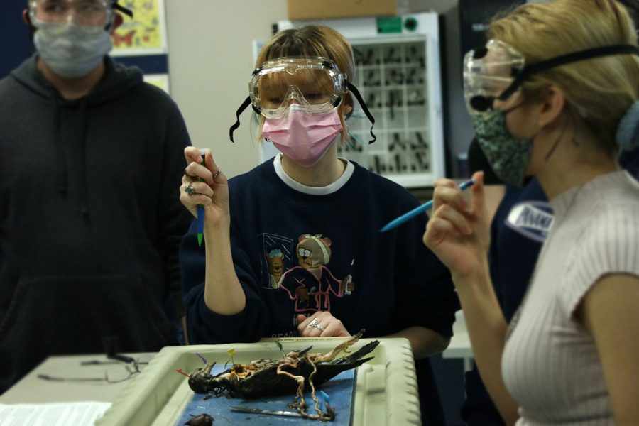 Observing a pigeon in Zoology, one of the classes offered that teaches about the environment, junior Soledad Stevanov talks with her fellow classmates about the bird’s anatomy. 