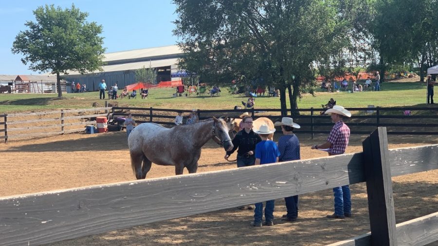 Sophomore Anna Rains presents her horse, Smokey, to the judges at a horse show in August 2020.