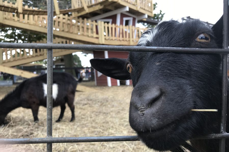 A goat approaches the camera in hopes of being fed more.