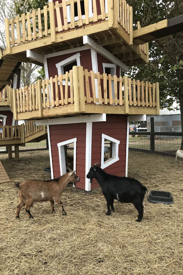 Two goats stand facing each other inside of their enclosed pen.