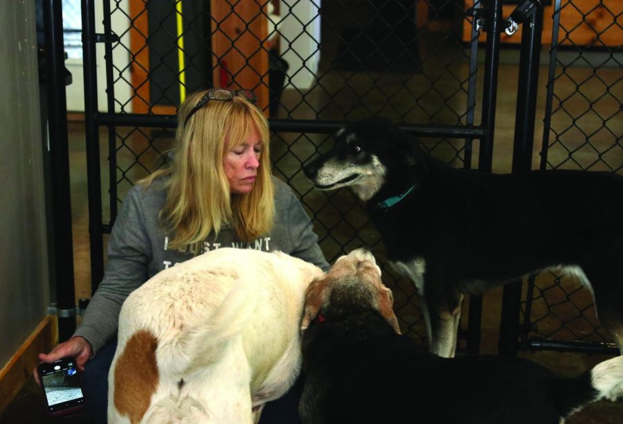 Volunteer Shelee Brim is smothered by the affectionate older dogs. Brim has been volunteering for almost as long as the ranch has been open, and she always feels better after helping out with the dogs.
