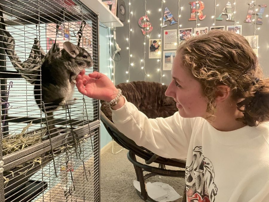 Sophomore Sarah Anderson owns a chinchilla named Minnie. Minnie spends most of her time in her cage, or roaming around Sarah’s room. 