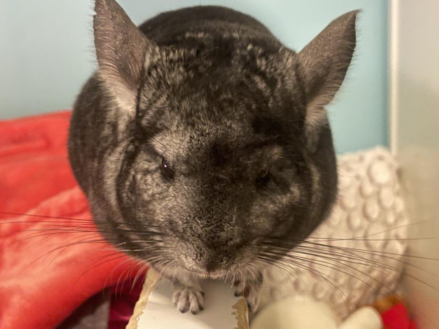 Sophomore Sarah Andersons chinchilla, Minnie, mainly eats hay and food pellets but she likes to chew things she finds in Sarah’s room. Since she cant get wet, Minnie takes dust baths.