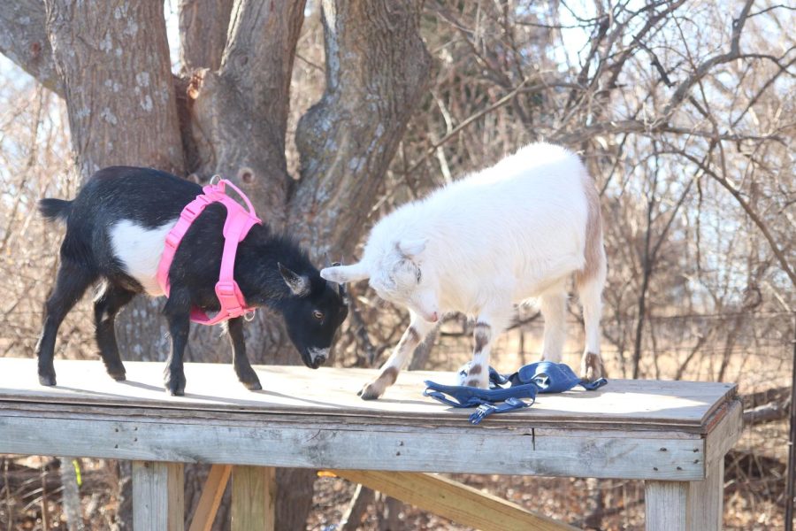 Sophomore Blake Powers' goats, Jack and Jill, lean over to touch ears.