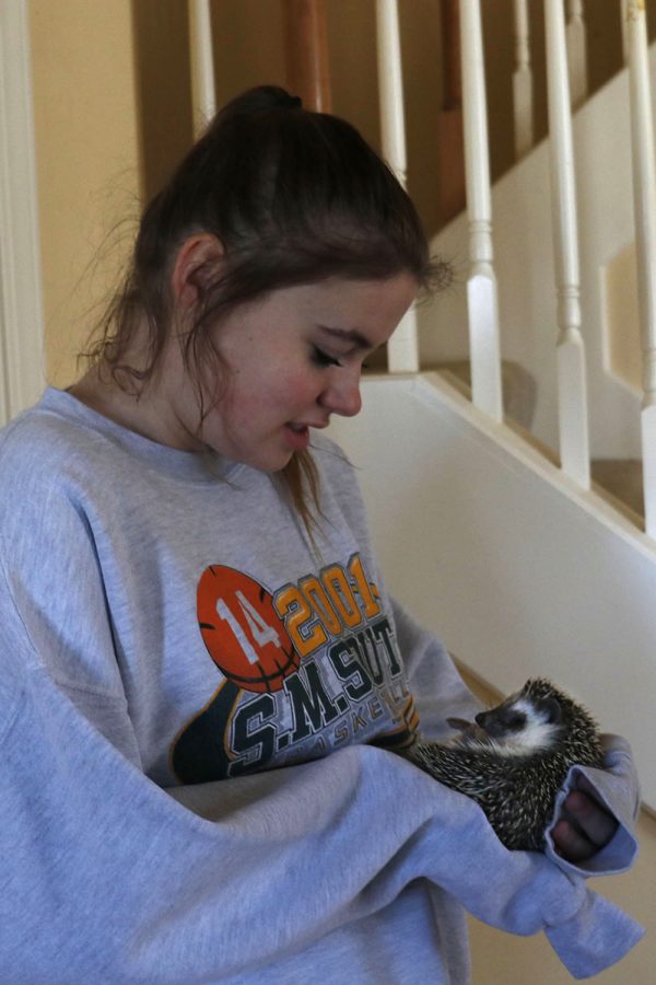 Junior Helen Springer owns a hedgehog with her sister Hunter. The hedgehog spends most of its time eating meal worms and cat food or playing on its wheel in its cage, but under supervision he can walk around on the floor. 