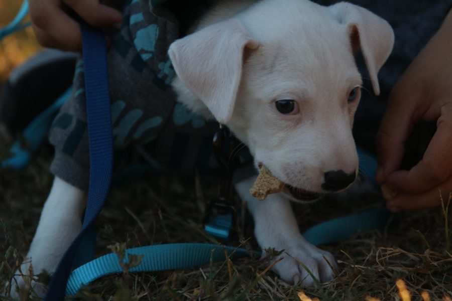 Being fed by his owner, Onyx munches on one of the treats provided by the Bark For Life committee.