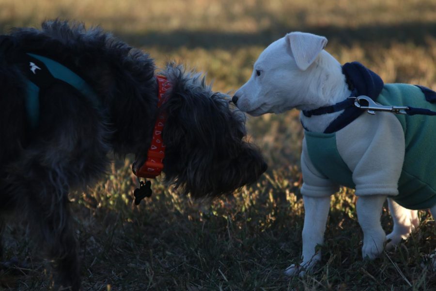 Dogs Darcy and Cole become new friends.