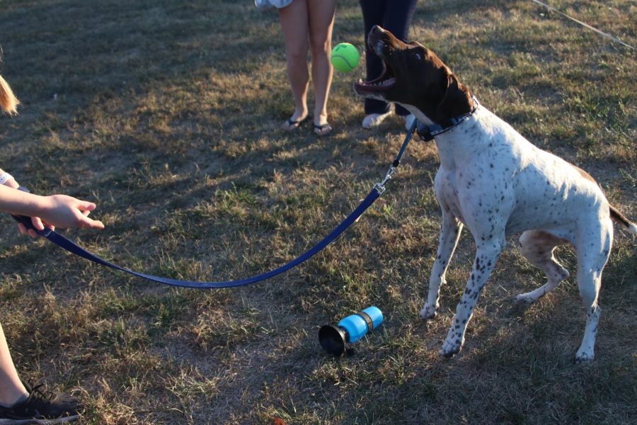 Catching the ball, Spaetzle attempts to win the most number of tennis balls caught.