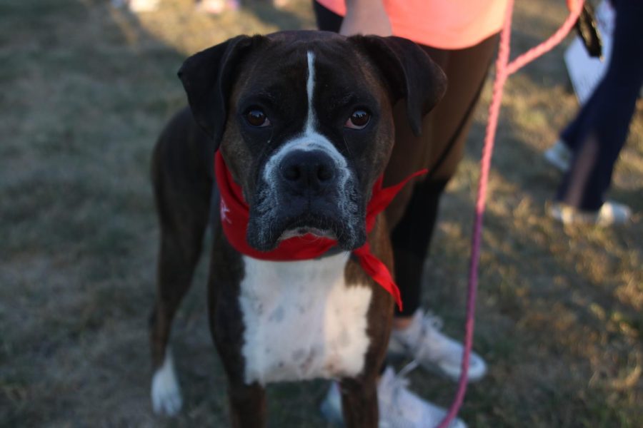 Wearing a red Bark For Life bandana, Sugar shows her support.