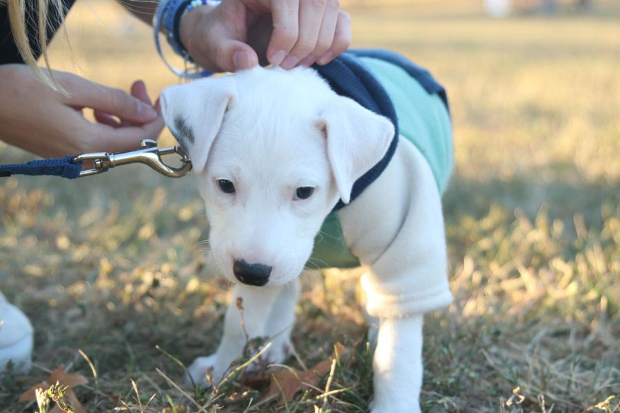 Isaac Steiner’s new foster puppy, Cole, stands to be pet by sophomore Meg McAfee.